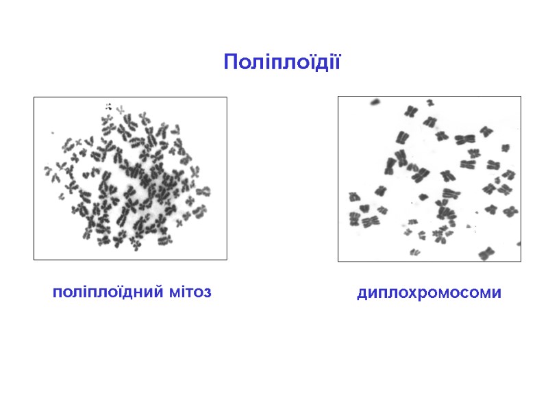 поліплоїдний мітоз диплохромосоми Поліплоїдії